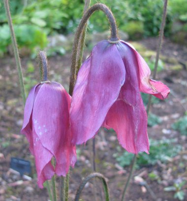 Meconopsis punicea